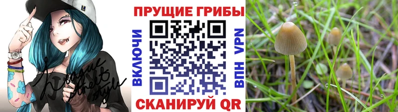 Галлюциногенные грибы прущие грибы  Рыльск 